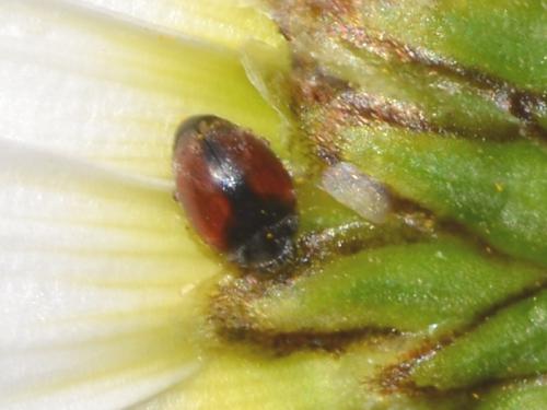 Réf. 324 313 : Scymnus sp.